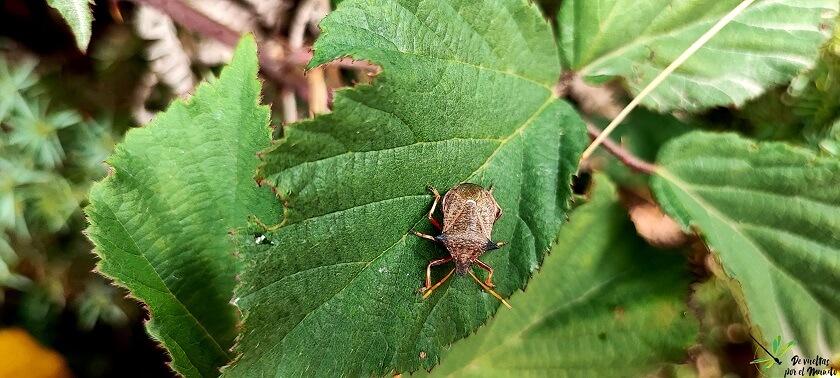 Adulto de Picromerus bidens sobre hoja