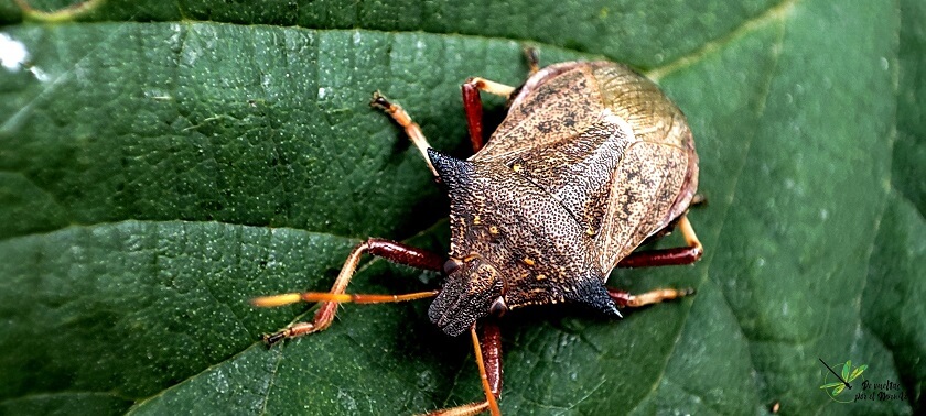 Adulto de Picromerus bidens sobre hoja