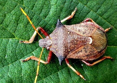 Picromerus bidens