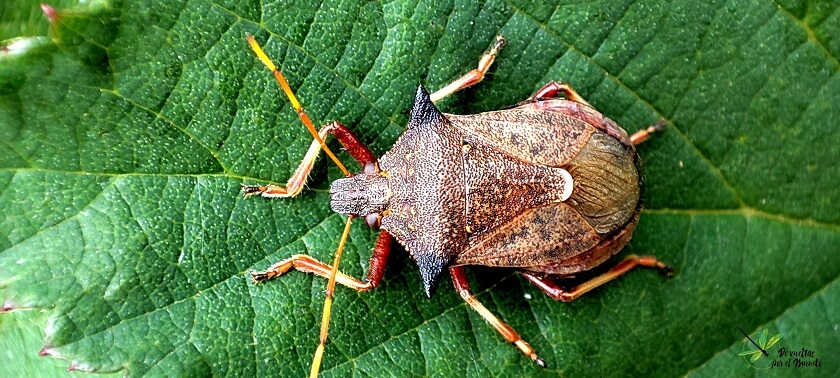 Picromerus bidens