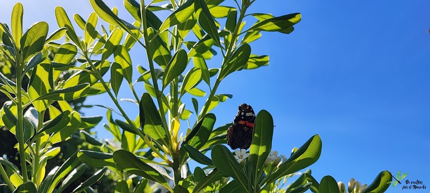 Reverso alar de Vanessa atalanta sobre Pittosporum, libando en sus flores.
