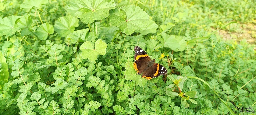 Anverso alar de Vanessa atalanta sobre vegetación