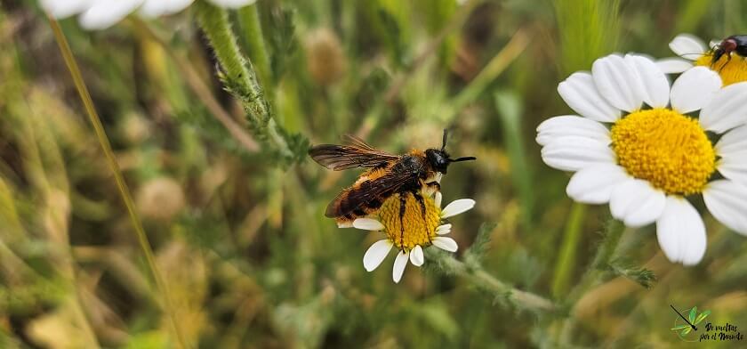  Dasyscolia ciliata
