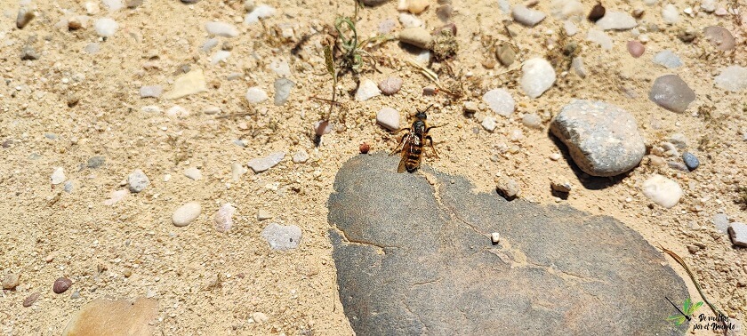 Hembra de D. ciliata buscando activamente a su presa, sobre el suelo, entre campos de cultivo.