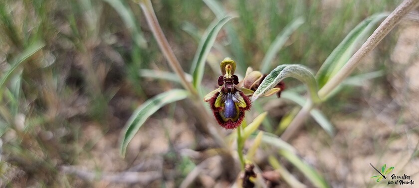 Vista frontal de la flor Ophrys speculum. 