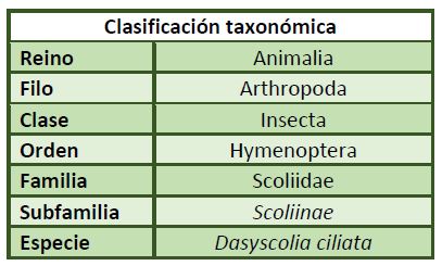Clasificación taxonómica Dasyscolia ciliata