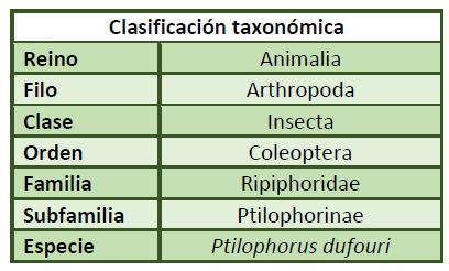 Clasificación taxonómica Ptilophorus dufouri.
