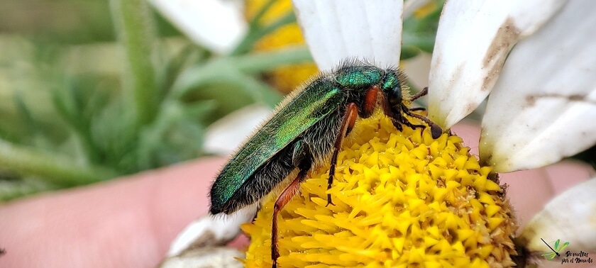 Hembra de Cerocoma schaefferi sobre una flor.