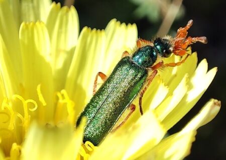 Cerocoma schaefferi