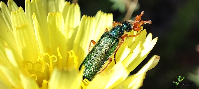 Cerocoma schaefferi