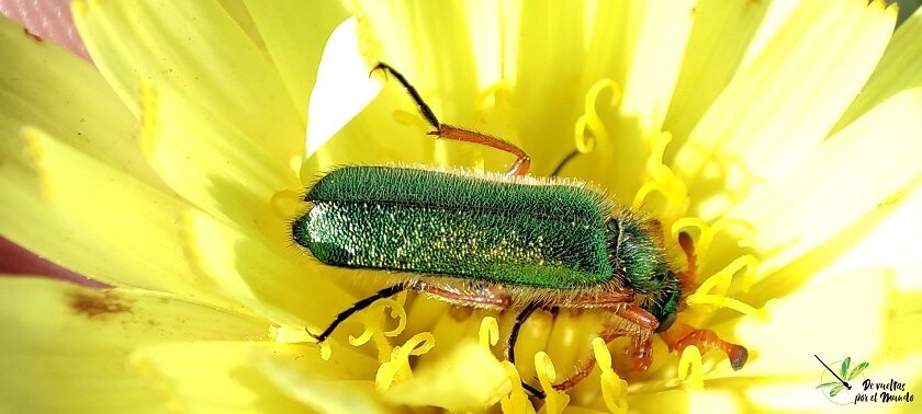 Macho de Cerocoma schaefferi alimentándose en una flor amarilla.