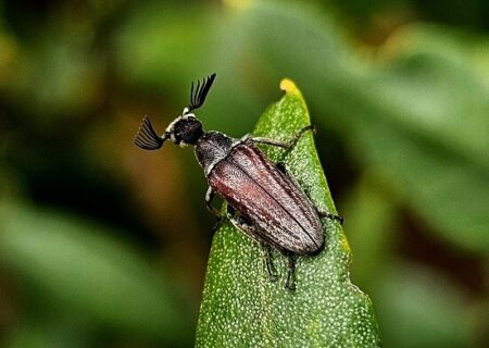 Ptilophorus dufouri
