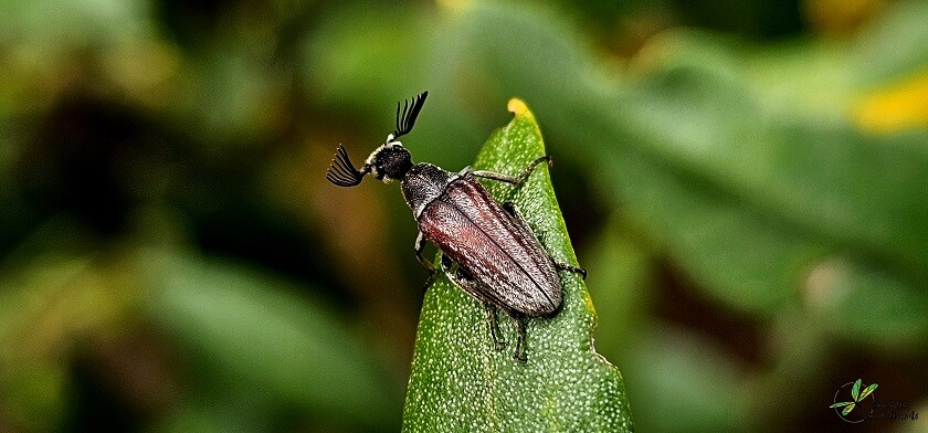 Ptilophorus dufouri