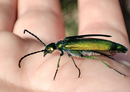 Lytta vesicatoria
