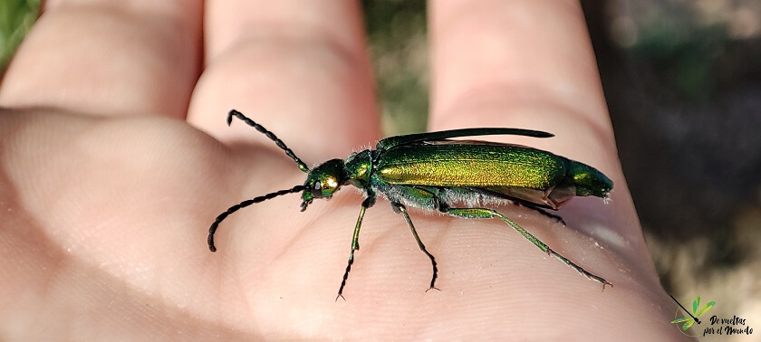 Lytta vesicatoria