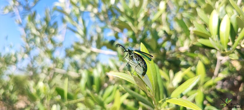 Lytta-vesicatoria