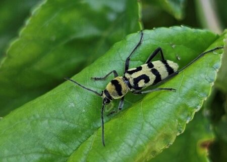 Chlorophorus varius