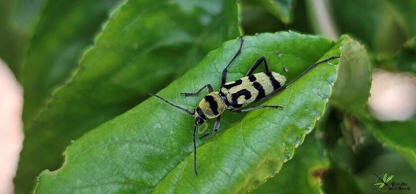 Chlorophorus varius