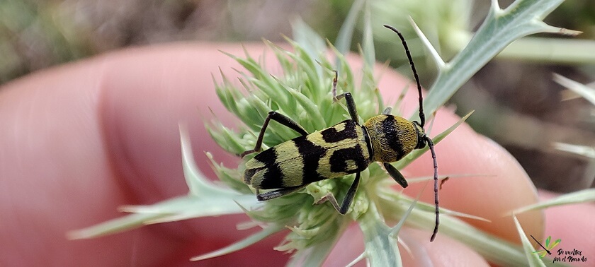 Ejemplar de Chlorophorus varius en el Parque Natural de las Lagunas de Ruidera.