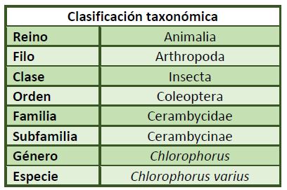 Clasificación taxonómica Chlorophorus varius.