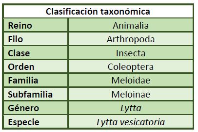 Clasificación taxonómica Lytta vesicatoria.