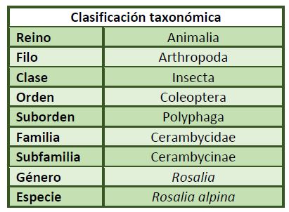Clasificación taxonómica Rosalia alpina.
