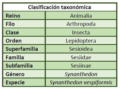 Clasificación taxonómica Synanthedon vespiformis.