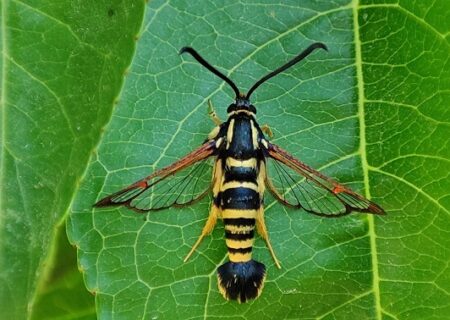 Synanthedon vespiformis