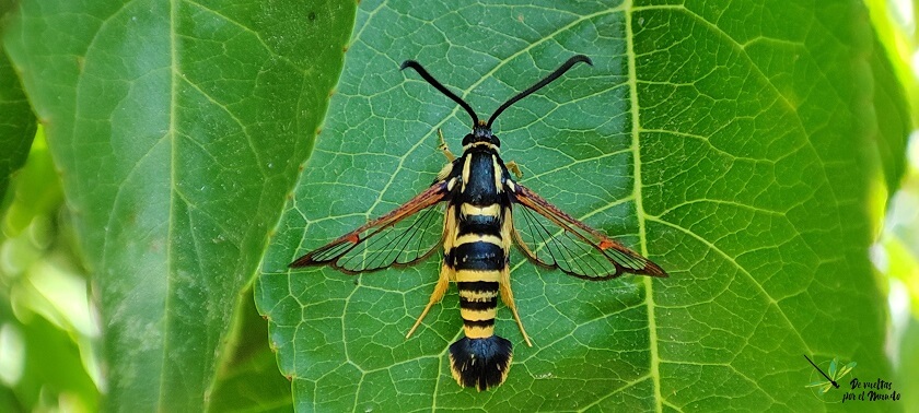 Synanthedon vespiformis