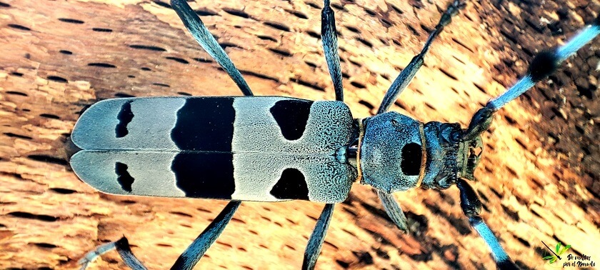 Detalle ampliado de Rosalia alpina sobre tronco de haya.