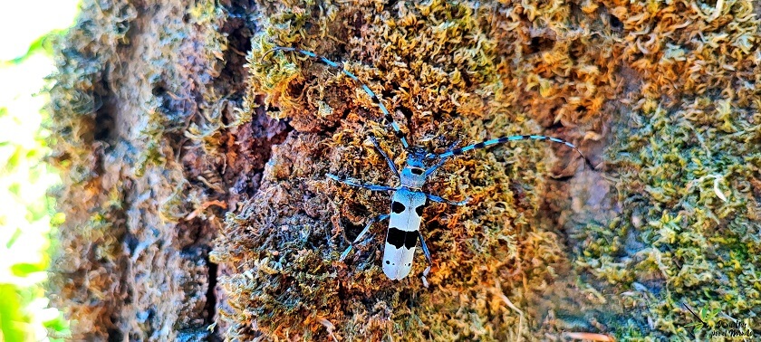 Rosalia alpina