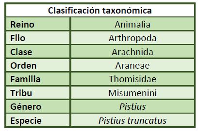 Clasificación taxonómica Pistius truncatus.