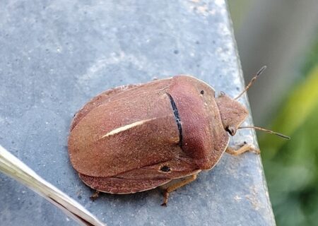 Eurygaster austriaca