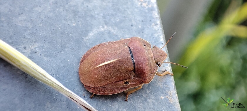 Eurygaster austriaca