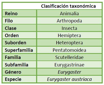 Clasificación taxonómica Eurygaster austriaca.