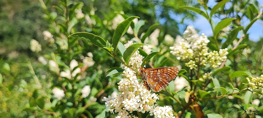 euphydryas-aurinia