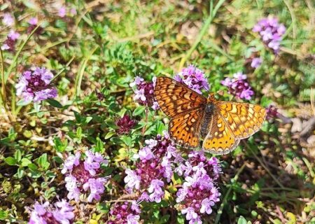 Euphydryas aurinia