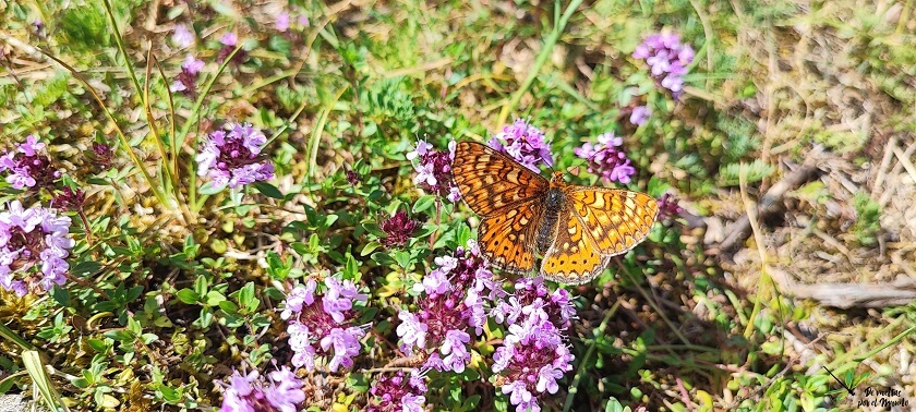 Euphydryas aurinia