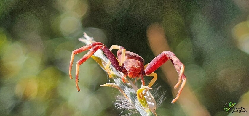 Pistius truncatus