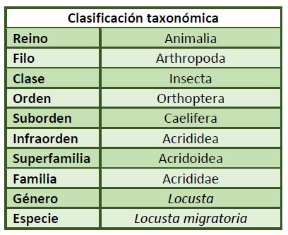 Clasificación taxonómica Locusta migratoria.