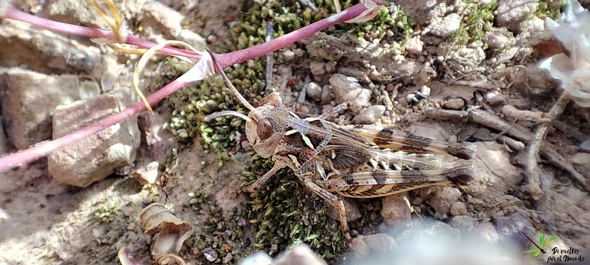 Ninfa de Dociostaurus cf. maroccanus camuflada sobre el suelo del Valle de la Alcudia.
