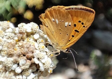 Lycaena virgaureae