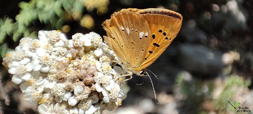 Lycaena virgaureae