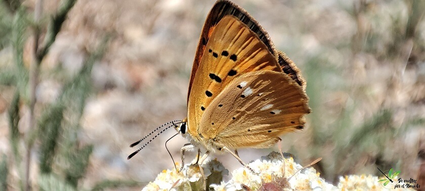 L. virgaureae hembra