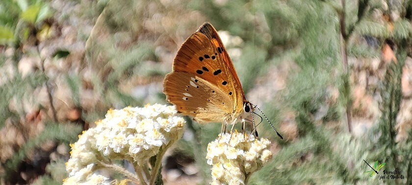 L. virgaureae hembra