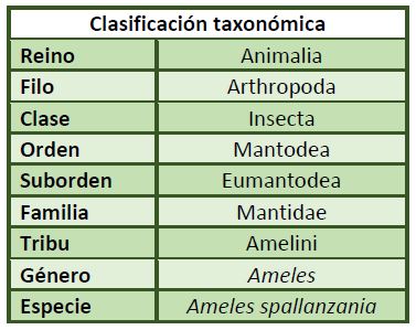 Clasificación taxonómica Ameles spallanzania.