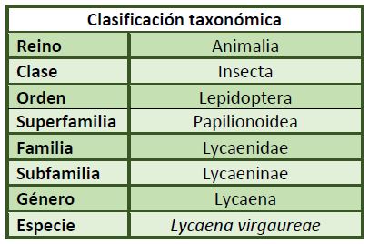 Clasificación taxonómica Lycaena virgaureae.