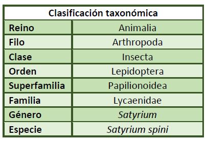 Clasificación taxonómica Satyrium spini.