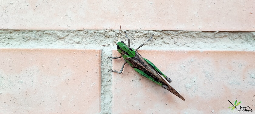 L. migratoria en su fase sedentaria sobre una pared en Zaragoza.
