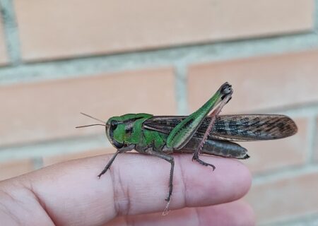 Locusta migratoria